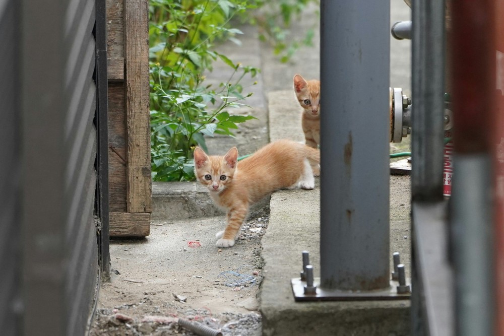 1$ Digital Image Wallpaper – Korea Cats Series: Curious Ginger Kitten Siblings