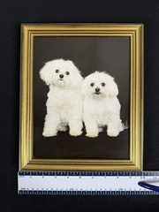 Vtg Original Framed Portrait White Maltese Dogs Gold Color Wood Ready To Hang