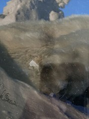 Signed Tom Soucek Polar Bear Cub Photograph Anchorage Alaska 8×12