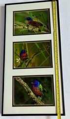 Framed/ Matted Photographs Painted Buntings Signed 20 X 10 Inches