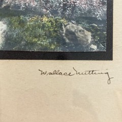 SIGNED WALLACE NUTTING WINDING ROAD w FLOWERING TREES H/TINTED FRAMED PHOTOGRAPH