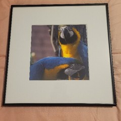 Blue and Yellow Macaw, Framed Fine Art Photography Gorgeous Parrot Bird Nature