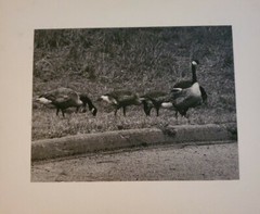 NOW BE CAREFUL GEESE ORIGINAL SIGNED ART PHOTO B&W STETTNER VTG MATTE NJ CAMERA