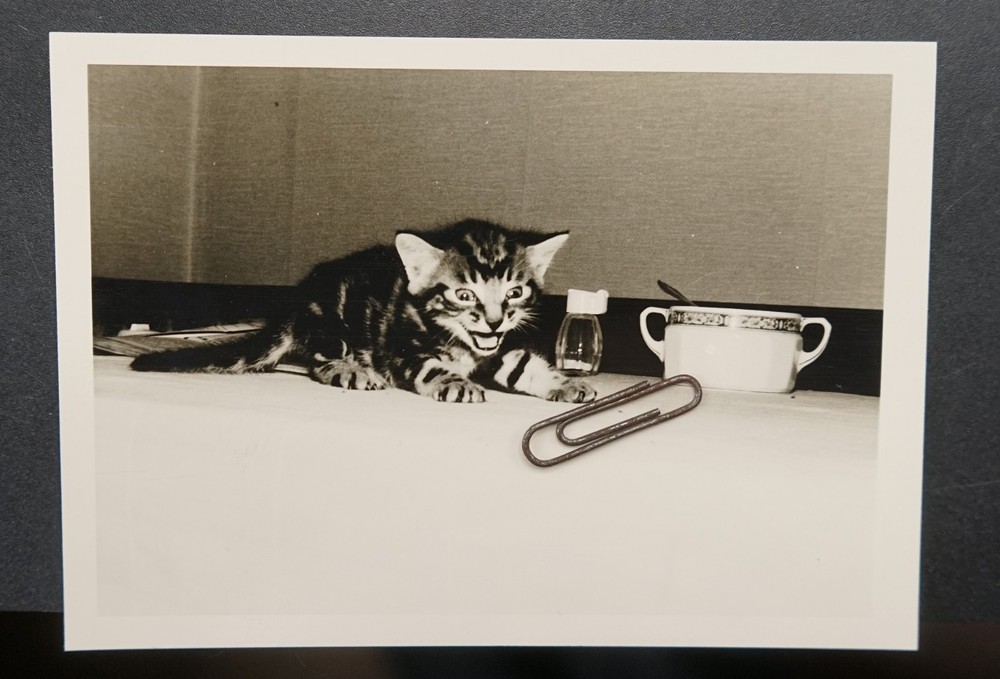 Photo Portrait Young Cat Pet Kitten House Tiger Child Baby Kitchen Table Cup