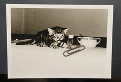 Photo Portrait Young Cat Pet Kitten House Tiger Child Baby Kitchen Table Cup