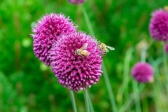 Digital Image Picture Photo Pic Wallpaper Background Bees On Purple Flowers 103