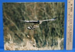 Mark Lewer Flying Hawk Photograph Picture Printed Metal Wall Art Made in USA