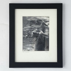 Art Photograph Two Llamas «Old Friends» Signed Rose Arizona Wildlife Photography