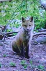 Adorable Red Fox in portrait 12×18 unframed photo