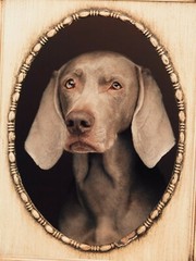 WILLIAM WEGMAN ‘Self-Portrait’, 2018 SIGNED Ltd Ed Color Dog Photograph 10″ x 8″