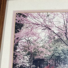 Cherry Blossom Photo Limited Edition # 4/89 Hand Signed Framed 16 1/2”x 13 1/2