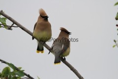 Cedar Waxwing Photo, Pick One Image – Various Sizes