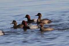 RedHead Duck Photo, Pick One Image – Various Sizes