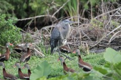 Black Bellied Whistling Duck Photo, Pick One Image – Various Sizes