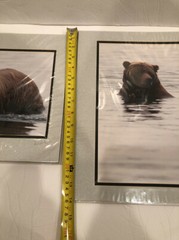 Lot Of 2 11X14” Matted Grizzly Bear Photos By Famous Photographer Wendell Welch