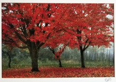 Fall Trees Photography 14 x 11″ Color Image Seattle Park Matted Signed