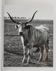 Black & White Longhorn Steer Cattle Art Photograph Print Hungarian