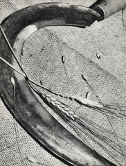 1932 Original Willy Zielke Farm Tool Sickle Agriculture Wheat Food Photo Gravure