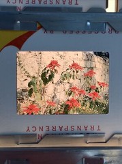 1958 Lot Of 30 Santa Barbara Las Vegas Vintage Color Slides