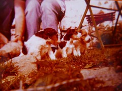 «PUPPIES»: PHOTO, COLOUR PHOTO, 70s/80s, CUPS, DOGS, HOLIDAYS, FARM!
