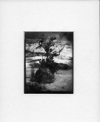 Traditional Darkroom – 4×5 Contact Print – Ohia, Hawaii 2023