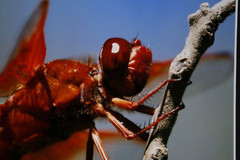 Firecracker Dragonfly Photo 8″ x 10″ in 11″ x 14″ Matte Signed by Kim Barry