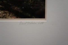 Pencil Signed David Malcolm Scott Woods Sunshine Framed Original Photograph