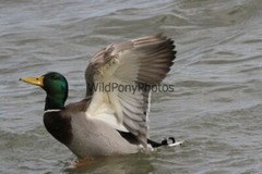 Mallard Duck Photo 1, Pick One Image – Various Sizes