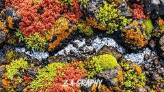 Digital Image Picture Photo Wallpaper Background Desktop AI Art Sample Product