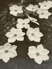 ANSEL ADAMS Dogwood Yosemite Special Edition Gelatin Silver Print Matted Only