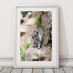 Cute Squirrel Close Up Photo Wall Print, Wildlife Nature Photography Yosemite NP
