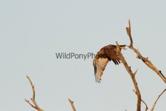 Red Tail Hawk Photo, Pick One Image – Various Sizes