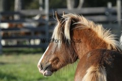 Chincoteague Pony Photo -Stallion Riptide- Pick One Image -Various Sizes