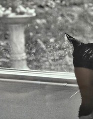 Elizabeth Siegfried Hand Signed Untitled «Cat» B&W Photography Framed
