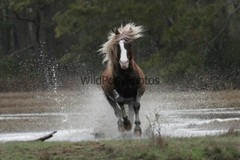 Chincoteague Pony Photo -Stallion Riptide- Pick One Image -Various Sizes