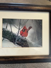 Two Signed Numbered Framed Bird Photographs Cardinal Bluebird By E.J. Kowalski