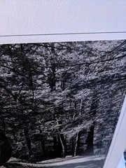 FOREST HIKING PATH LARGE ORIGINAL ART PHOTO B&W STETTNER VTG MATTE NJ CAMERA