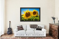 Country Photography Print – Picture of Two Sunflowers in a Field in Kansas