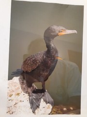 FLORIDA WILD WATERFOWL Framed Photograph Signed by Deborah Lyn Thompson