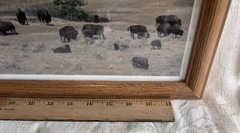 Framed Buffalo Paradise Photograph By John Anfinson 20” By 7.5”