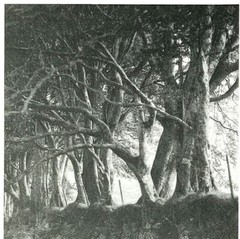 Lynn Geesaman 1994 Art Show Announcement Card – PPOW Gallery NYC Photography