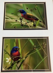 Framed/ Matted Photographs Painted Buntings Signed 20 X 10 Inches