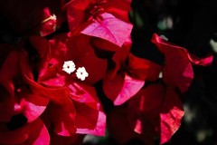 Flower Photography Print – Nature Wall Art, Home Décor, 7×5
