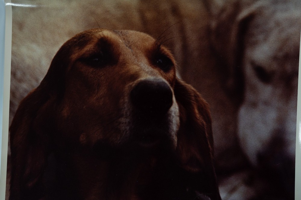 Vintage Film Photo France Hunting Horse Dog 24x30cm 1970