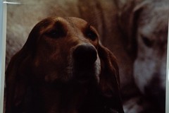 Vintage Film Photo France Hunting Horse Dog 24x30cm 1970