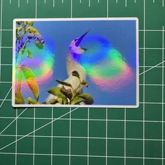 ACEO Photo Print Card 2.5×3.5″ Baby Anhinga, Holographic Laminated
