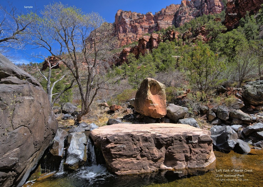 Left Fork of North Creek #3 Zion National Park Utah Poster Photo Print ZP04