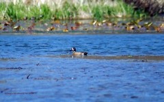 «Yuck! Not Sure What That Was!» Blue Winged Teal Duck Wall Art