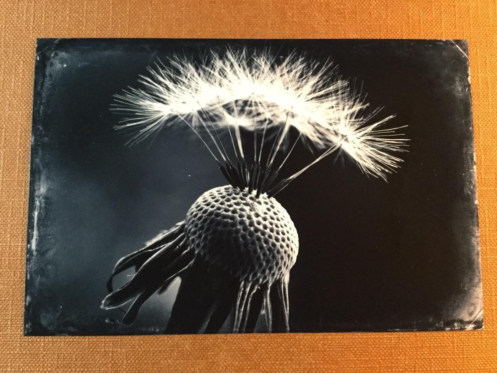 Bloomed J Edwards Original Art Tintype Limited Series From Artist C049
