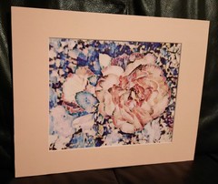 Matted Photograph: Rose Whispers